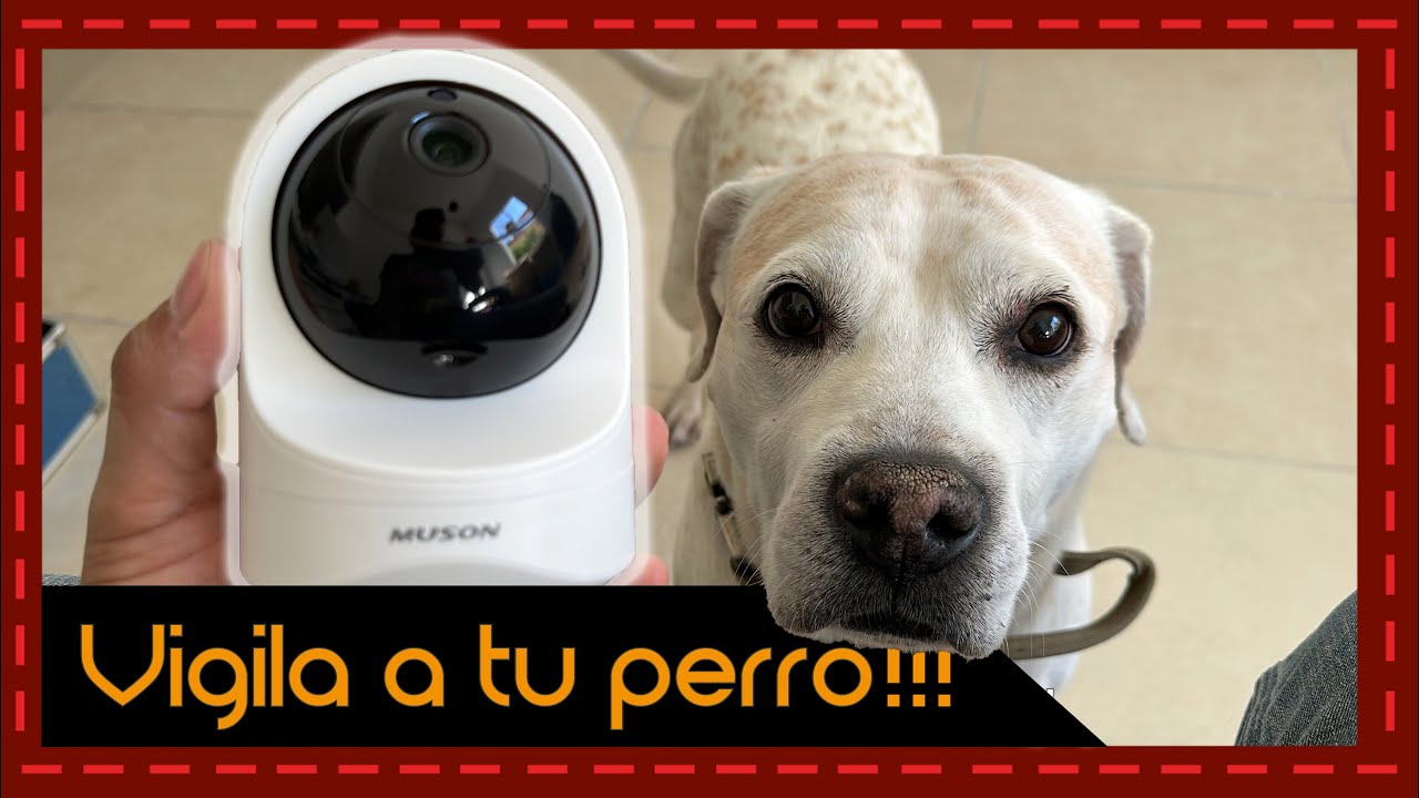 La cámara de vigilancia que todo dueño de mascota necesita: reseña y  demostración 