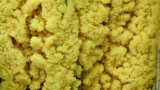 Slime mold time-lapse  - Schleimpilze - Myxomycetes - Fuligo septica