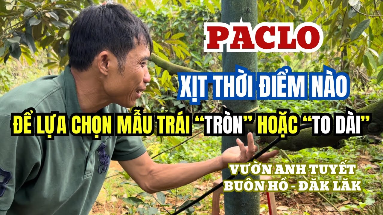 LỰA CHỌN THỜI ĐIỂM CHỈNH TRÁI SẦU RIÊNG BẰNG PACLO