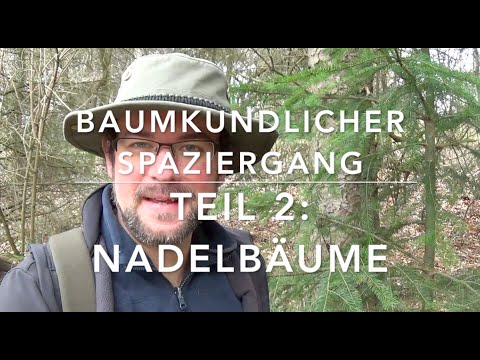 Video: Nadelbäume Für Eine Sommerresidenz - Wie Wählt Man Die Richtige Aus?