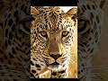 Genius Leopard Outsmarts the Deadly Trap 🐆🔥 | Part 2