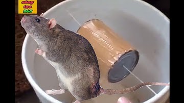 Cách làm bẫy chuột đơn giản nhất -sáng tạo 365