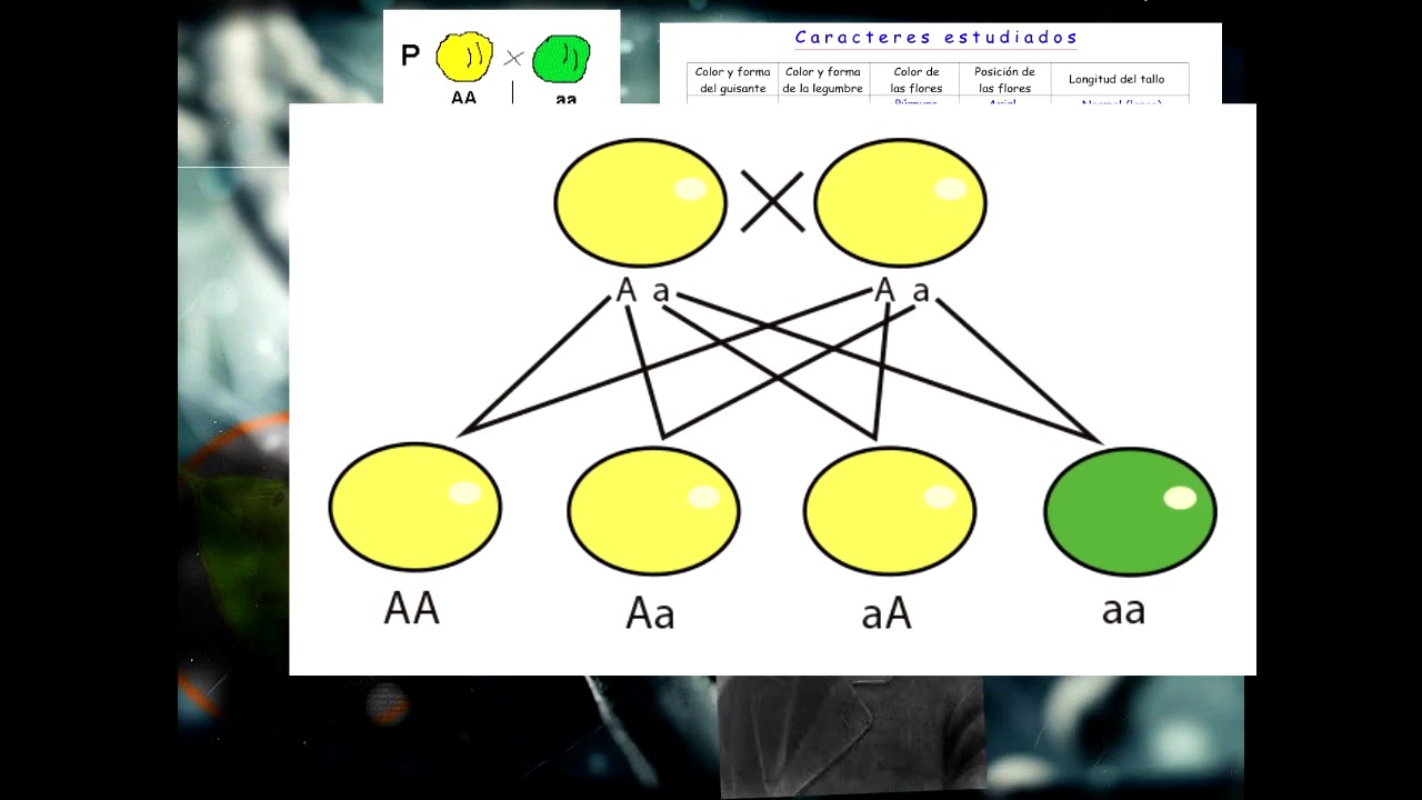 Principios básicos de herencia mendeliana YouTube Principios básicos de herencia mendeliana YouTube