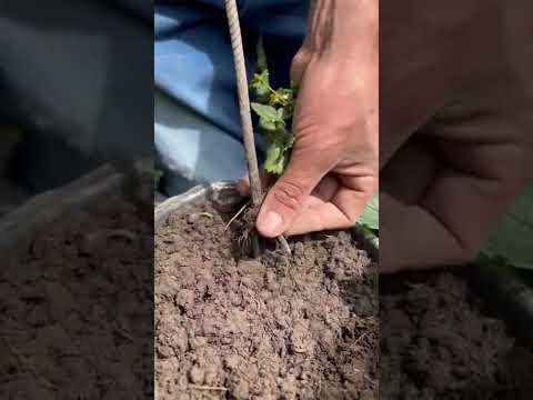 Video: Cuidado de la espinaca de fresa - Aprende a cultivar plantas de espinaca de fresa