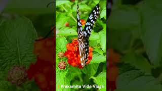 ପ୍ରଜାପତି | Butterfly ? butterfly butterflies calming shorts ytshorts praksmitasvidavlogs
