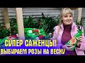 ВОТ ЭТО РОЗЫ! Я в ВОСТОРГЕ! Обзор привоза, ВЫБИРАЕМ ЛУЧШИЕ СОРТА!