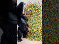 Marvelous Dancing Polish Cow monkey gorilla 100 colour balls asmr cow dance animal funny video