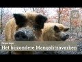 Mangalitsa