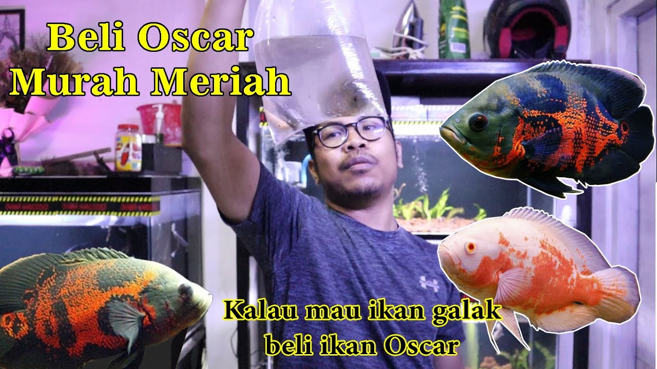 Harga Ikan Oskar : Ikan Hias Air Tawar Oscar Albino ...