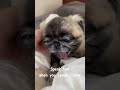 あんちゃんを観ながらSpeak lowを歌おう!#杏子, #あんこ, #保護犬, #ペキニーズ,#pekingese, #dog, #猫っぽい, #anko