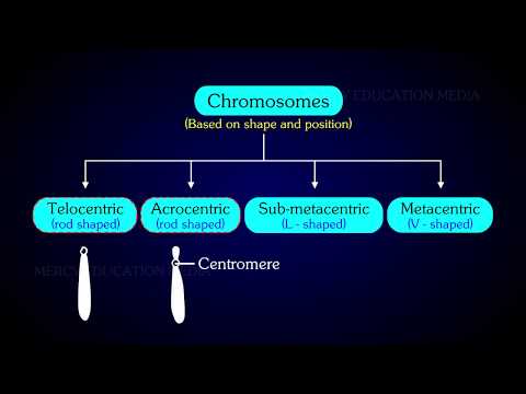염색체의 종류 | 오토솜 | 성염색체