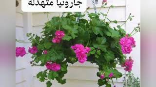 ا.د.حنان يوسف تعريف النبات  تعريف نباتات الزينة وأهميتها وأقسامها (١)