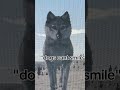 Doggos can smile though.. #wolfquest #wolves
