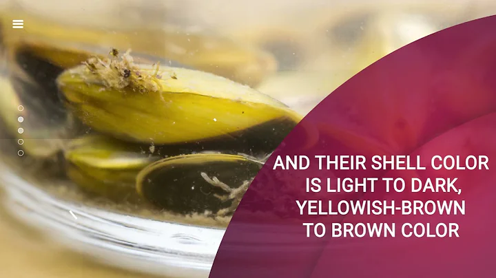 Golden Mussels – Help Stop the Spread of the Invasive Species