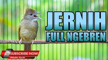 KAPAS TEMBAK GACOR JERNIH PANJANG COCOK UNTUK MASTERAN DAN PANCINGAN KAPAS TEMBAK - KATEM GACOR