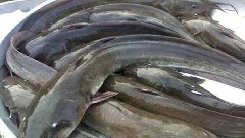 câu tôm càng xanh 🦐🦐🦐🦐🦐🦐va cá ngát mồi tép... mồi sen siêu nhạy