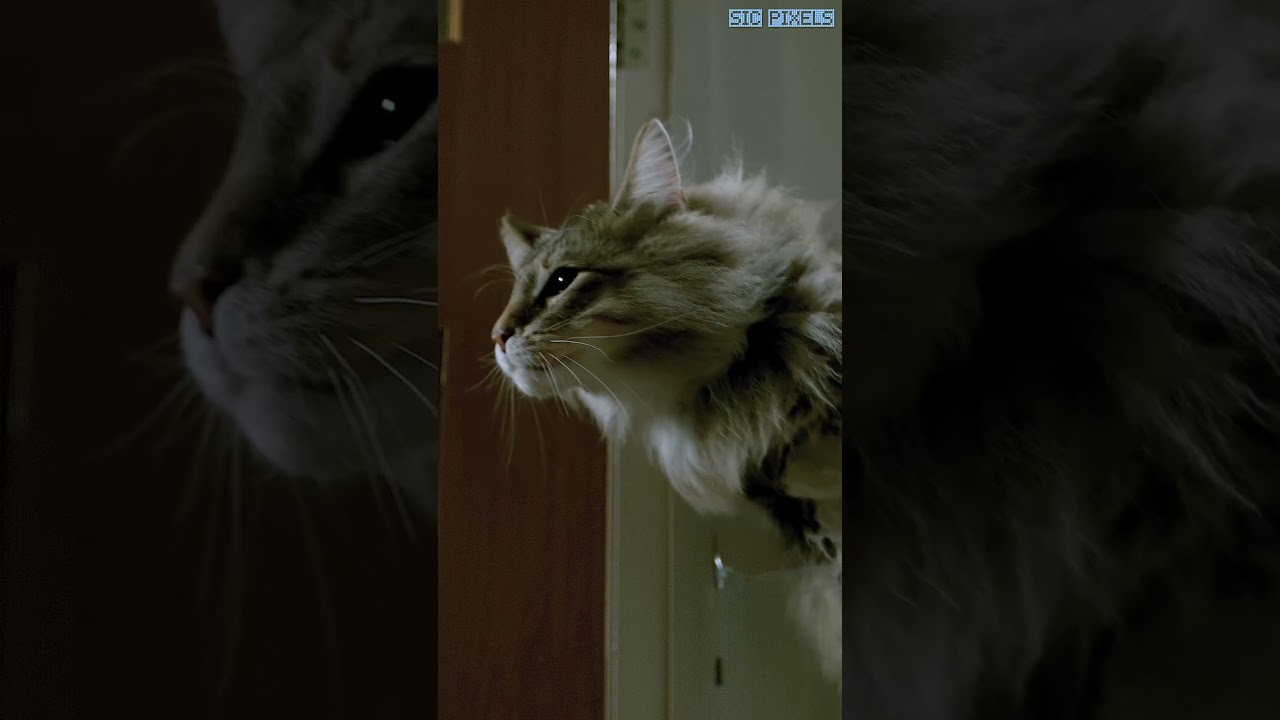 CAT vs INVISIBLE WALL CHALLENGE - SLOW MOTION 1000FPS