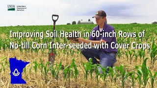 Improving Soil Health in 60-inch Rows of No-till Corn Inter-seeded with Cover Crops