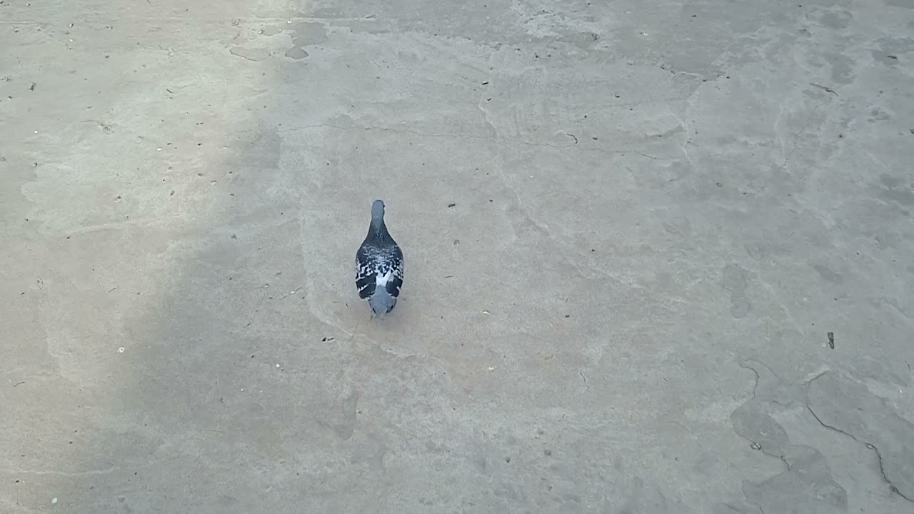 علاج مرض الروشه والهزه عصبيه بحاجات بسيطه جدا جدا       ٢ جنيه بس الحل السحرى والفعال