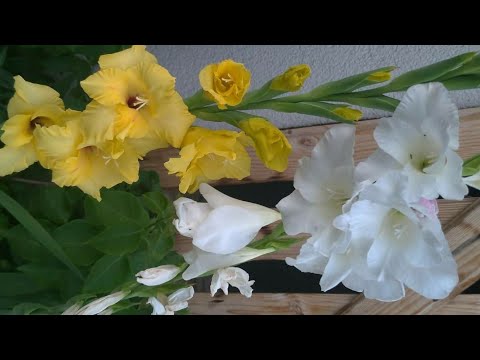 Video: Bir çekimden Bir Decembrist çiçeği Nasıl Yetiştirilir