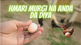 Hamari Murgi Na Egg Da Dya🤗 | Our Hen Layed the egg🤗 | Shehri Shokeen🤗