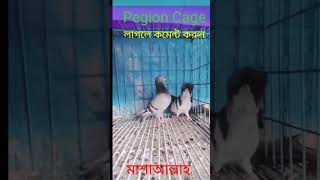 pegion cage কবুতরের খাঁচা।কারো লাগলে কমেন্ট করুন।pegion_cage kobutor_palon_tips shorts viral