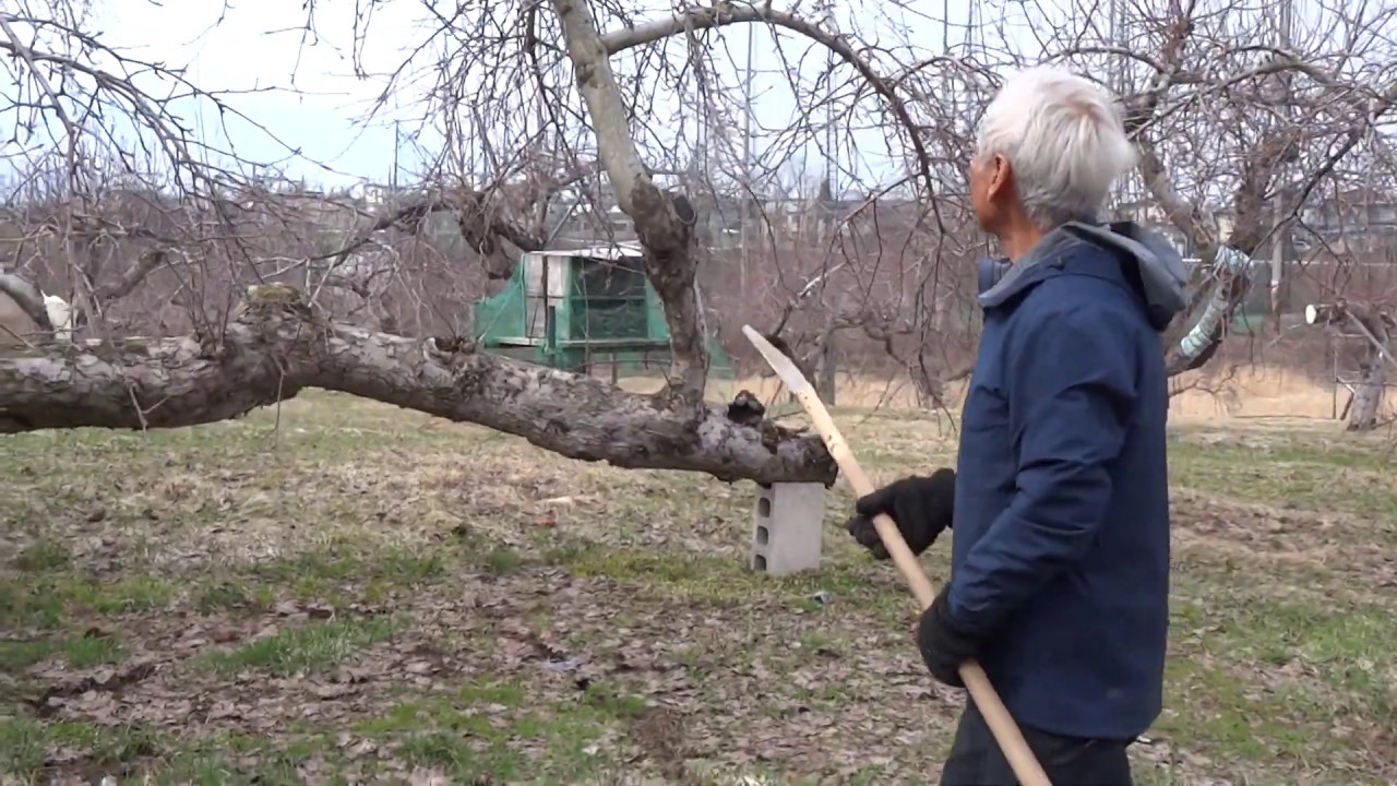 りんご剪定 字幕付き（６０年を超える老木の成り枝更新剪定-2020）