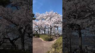 Cherry Blossom Festival 