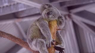 Koala Joey Sleeping Like A Log On A Log