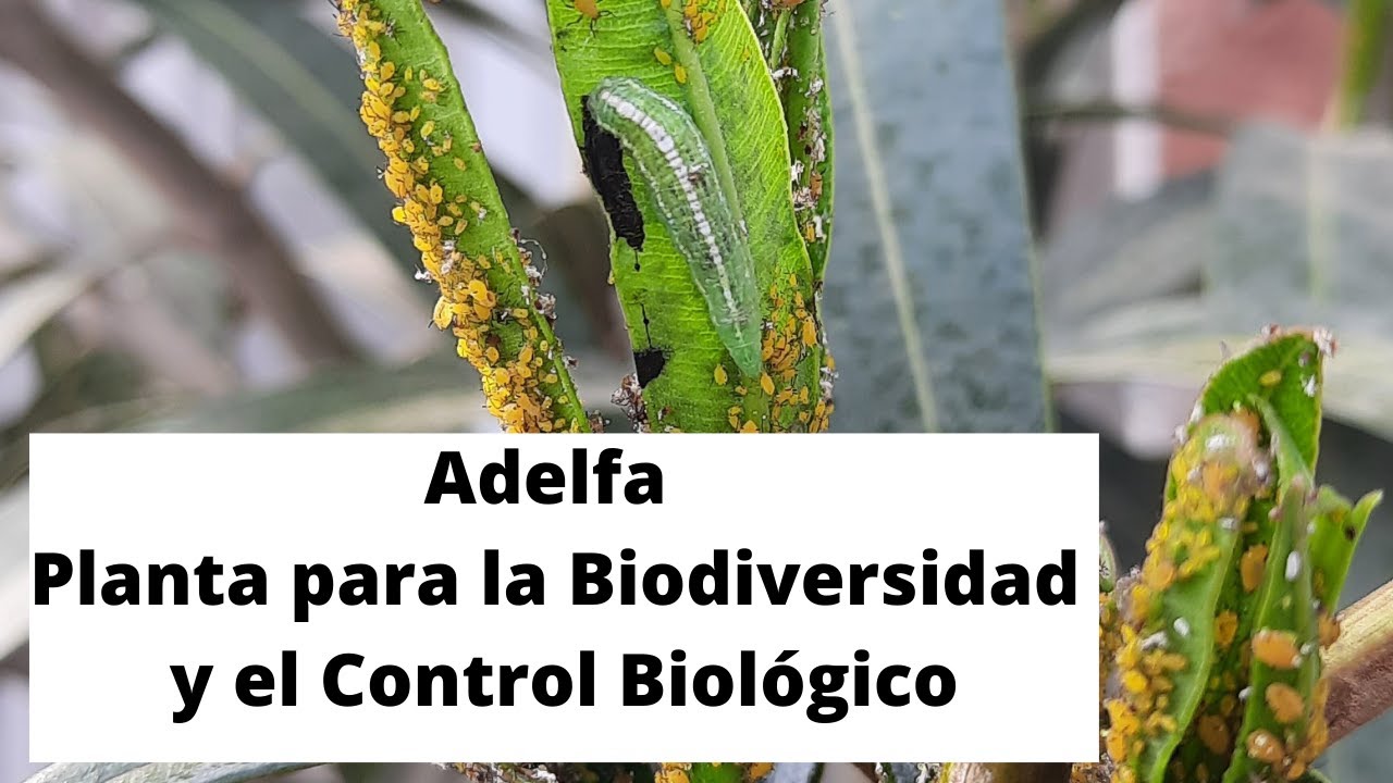 La adelfa  (Nerium oleander) Una planta para la BIODIVERSIDAD y el CONTROL BIOLÓGICO (auxiliares)