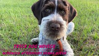 'Drama' Wirewick Afterhours Drama Queen Trick Dog Novice Application by Afterhours Kennel 30 views 2 years ago 59 seconds