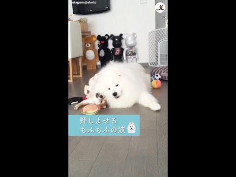柴犬にモテモテなサモエドさん💗 その魅力はやっぱり…😍 #Shorts