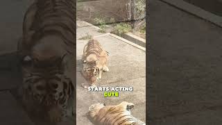 Female Tigers Know How to Act Cute Too #animalfacts #wildlife #usa #tiger #love
