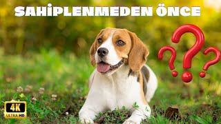 Beagle Köpeği Hakkında Bilmedikleriniz Özellikleri, Karakteri Ve Öpekler