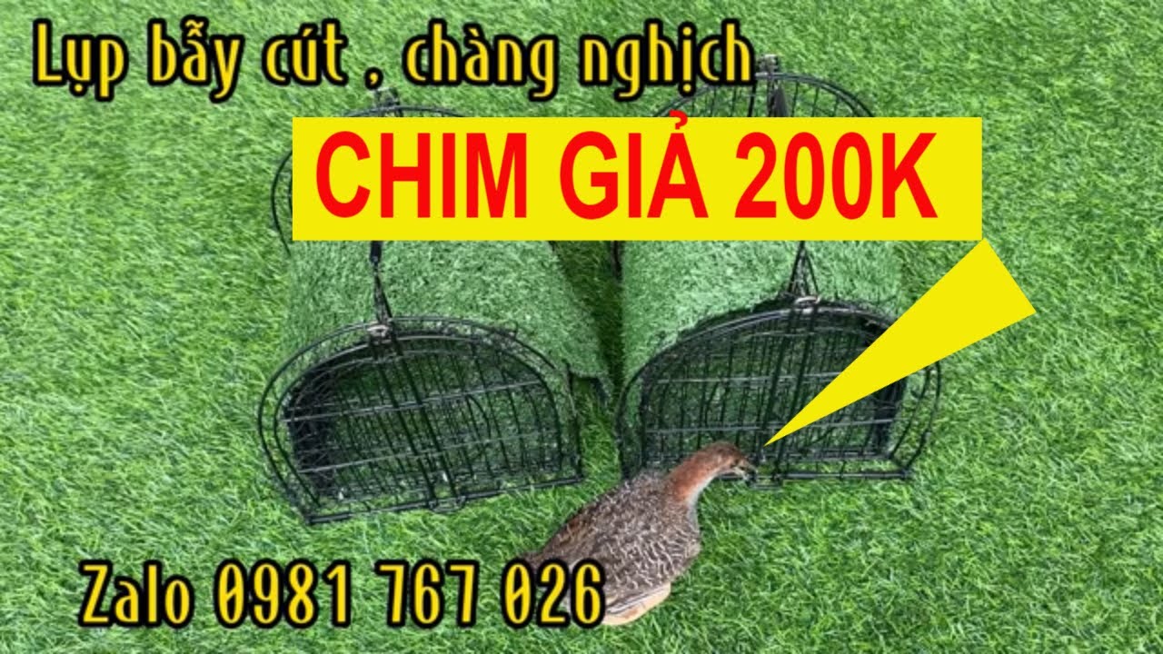 Lụp bẫy cút , bẫy chàng nghịch giá rẻ lh - youtube