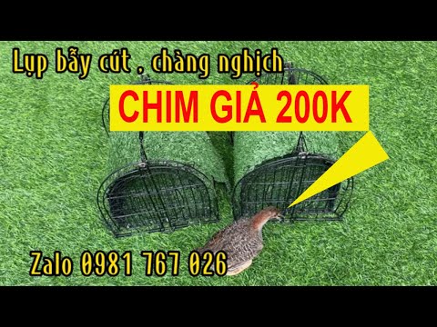Video Lụp bẫy cút , bẫy chàng nghịch giá rẻ lh - youtube