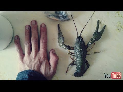✅ЛОВЛЯ РАКОВ НА