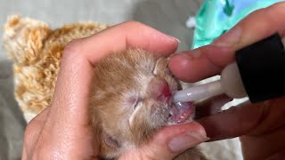 How to Syringe Feed a Newborn Kitten. Bottlefeeding abandoned newborn kitten by Kendall Todd TheSilverGuy 1,332 views 2 years ago 3 minutes, 6 seconds