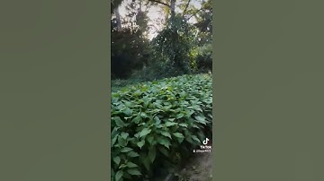 سورة  الشمس    هشام هزار