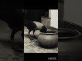 1 kawwa piyasa tha ghade me Pani thoda sa kawwe ne dala kankar Pani Aya upar #video #funny #film