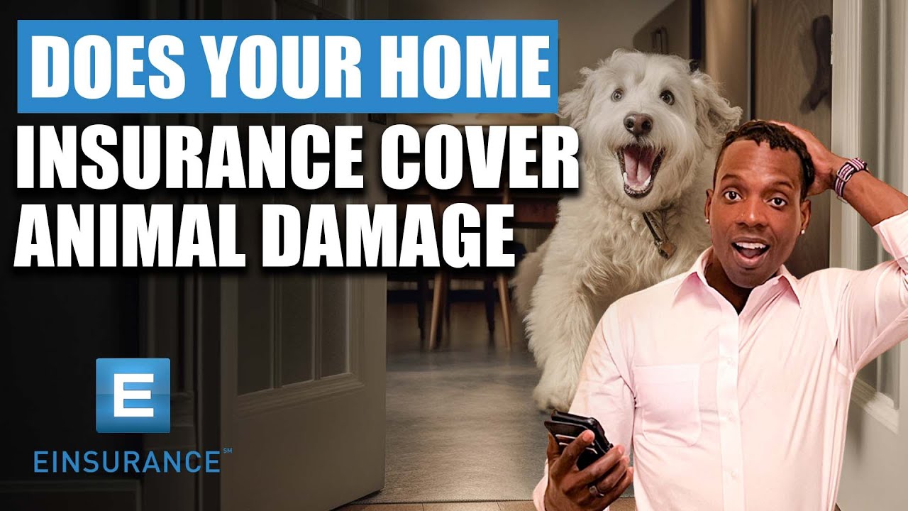 Does Your Home Insurance Cover Animal Damage YouTube