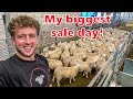 I TAKE 128 LAMBS TO MARKET BUT THE PRICE HAS DROPPED  |  Will I regret this?