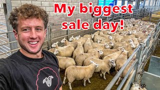 I TAKE 128 LAMBS TO MARKET BUT THE PRICE HAS DROPPED  |  Will I regret this?