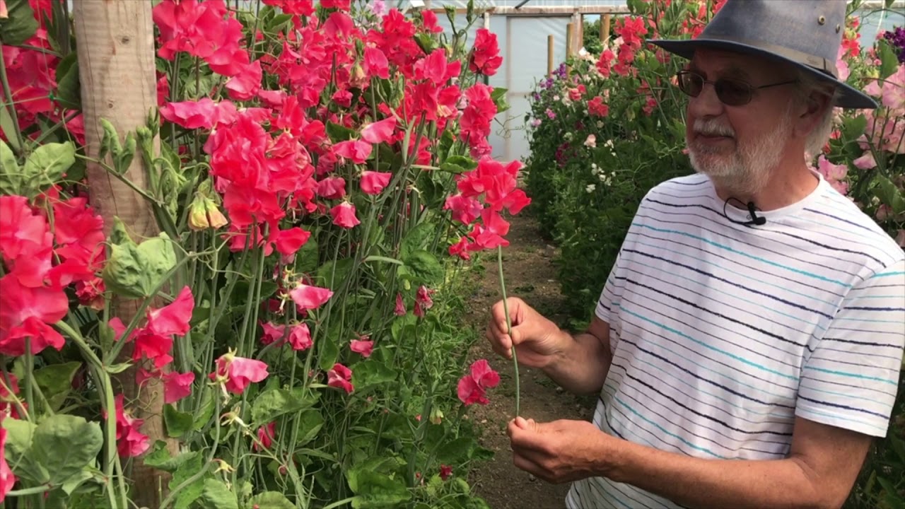 2021 Novelty Sweet Pea 'John Markham'