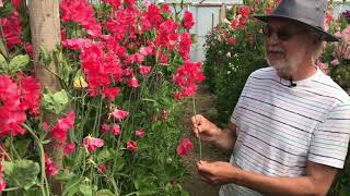 2021 Novelty Sweet Pea 'John Markham'