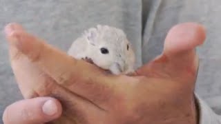 Тушканчики - питание тушканчиков Тушканчики - питание тушканчиков