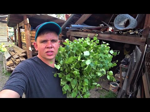 Про летние хлопоты, супер средство для капусты, стройку и заготовку веников.