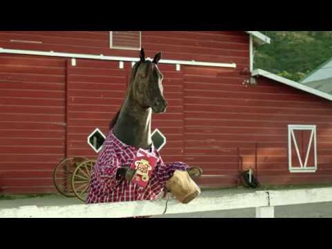 Tiny Toast - Horse - Humans Can't Resist