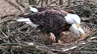 Decorah North Nest~Nestauration by Mr North and DNF 🥰~7:15 AM 2021\/12\/21
