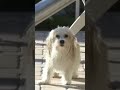 WET DOG vs. POOL